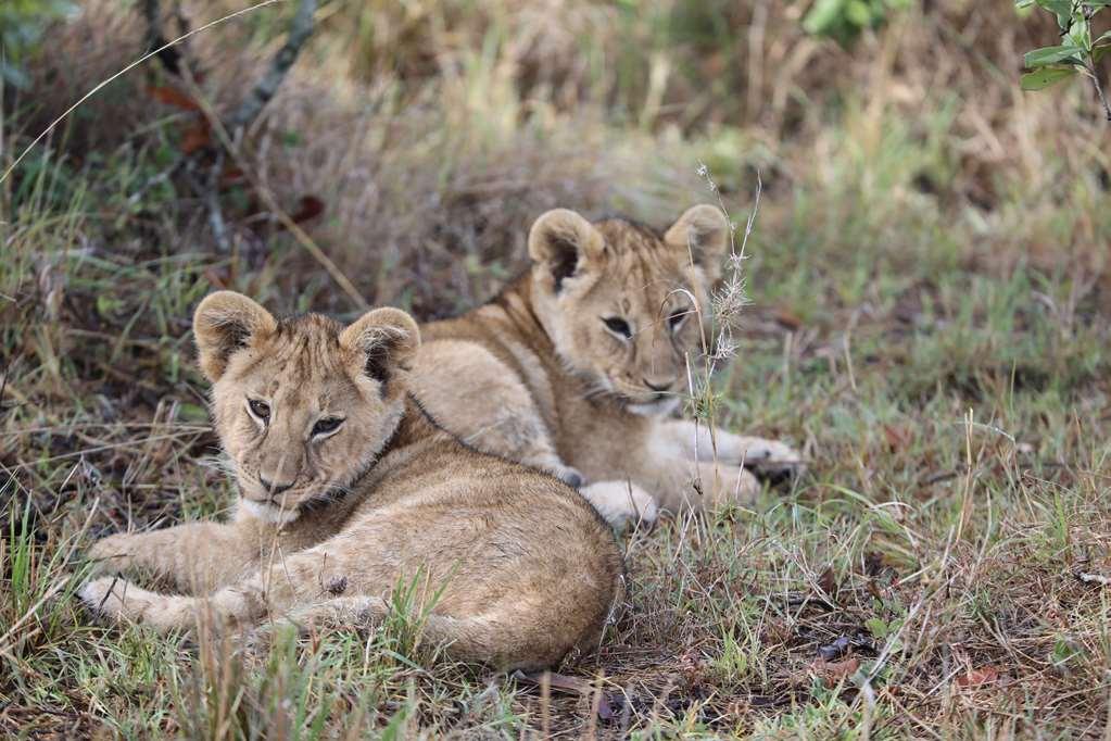 Royal Mara Safari Lodge Aitong Olanaklar fotoğraf