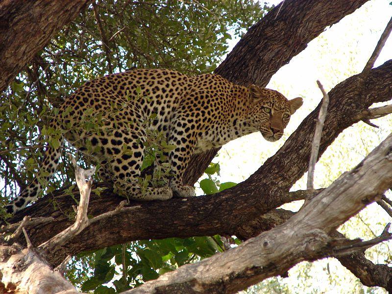 Royal Mara Safari Lodge Aitong Dış mekan fotoğraf