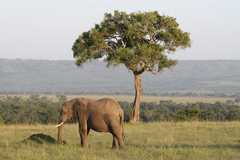 Royal Mara Safari Lodge Aitong Dış mekan fotoğraf