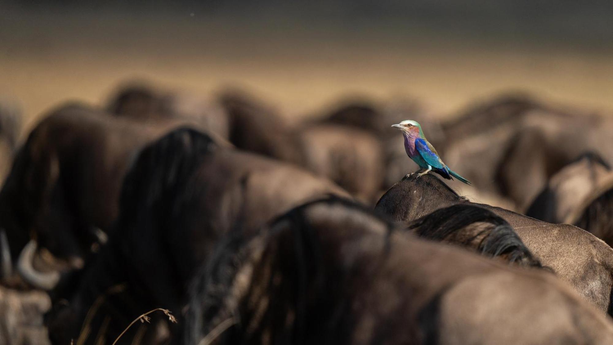 Royal Mara Safari Lodge Aitong Dış mekan fotoğraf