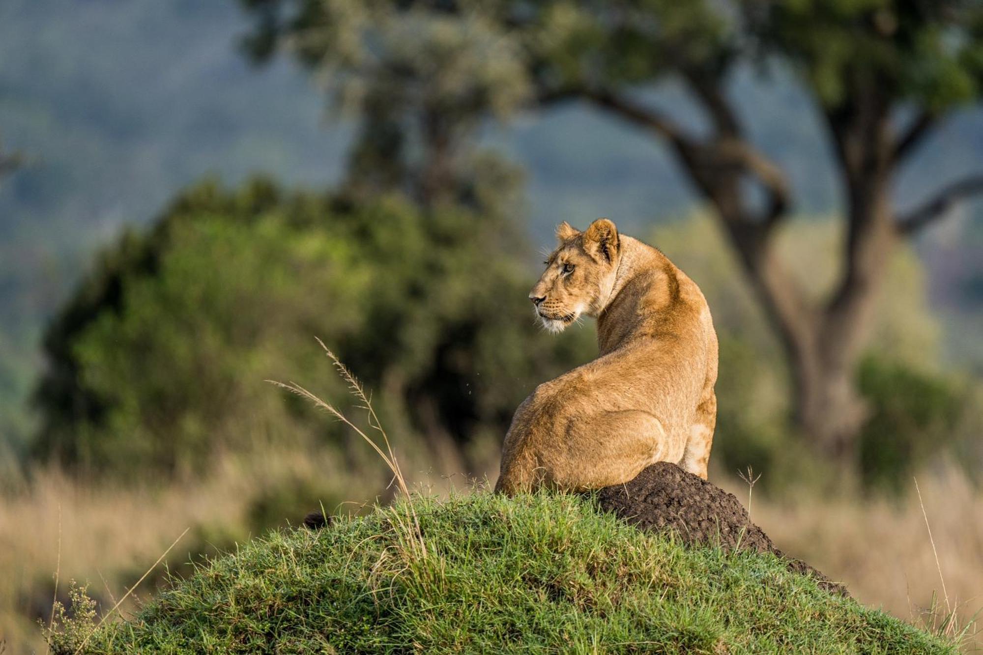 Royal Mara Safari Lodge Aitong Dış mekan fotoğraf